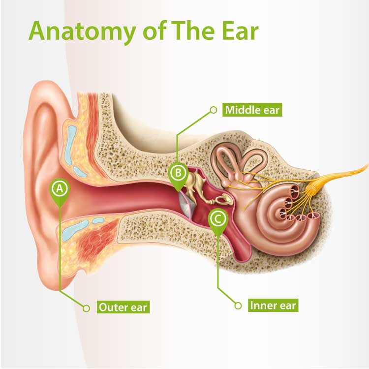 ear pic